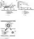 Fig. 05 - Immune tolerant elastin-like peptide tetramer guided nanoparticles and methods of use