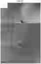 Fig. 18 - Method for the design of fibrillar collagen-mimetic peptide self-assemblies