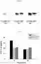 Fig. 25 - METHODS OF PRODUCING AND USING RECOMBINANT ALPHA 1-ANTITRYPSIN (AAT) AND COMPOSITIONS THEREOF