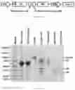 Fig. 02 - Compositions and methods for identifying and sorting antigen-specific B cells
