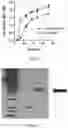 Fig. 04 - DNA Antibody Constructs And Method Of Using Same