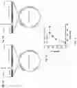Fig. 05 - DNA Antibody Constructs And Method Of Using Same