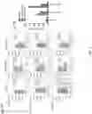 Fig. 07 - DNA Antibody Constructs And Method Of Using Same