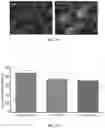 Fig. 10 - DNA Antibody Constructs And Method Of Using Same