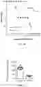 Fig. 22 - DNA Antibody Constructs And Method Of Using Same