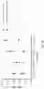 Fig. 32 - DNA Antibody Constructs And Method Of Using Same