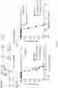 Fig. 55 - DNA Antibody Constructs And Method Of Using Same