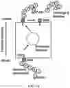 Fig. 02 - BIOSYNTHETIC MATERIALS AND METHODS FOR MULTIDIRECTIONAL BIOTRANSPORTATION