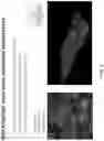 Fig. 06 - BIOSYNTHETIC MATERIALS AND METHODS FOR MULTIDIRECTIONAL BIOTRANSPORTATION