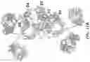 Fig. 15 - BIOSYNTHETIC MATERIALS AND METHODS FOR MULTIDIRECTIONAL BIOTRANSPORTATION