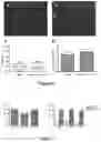 Fig. 06 - METHODS FOR REDUCING POST-OPERATIVE COGNITIVE DYSFUNCTION (POCD)