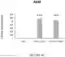 Fig. 09 - ANTIBODIES SPECIFIC TO HUMAN NECTIN-2