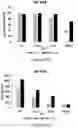 Fig. 18 - ANTIBODIES SPECIFIC TO HUMAN NECTIN-2
