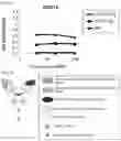 Fig. 34 - ANTIGEN-BINDING MOLECULE COMPRISING ALTERED ANTIBODY VARIABLE REGION