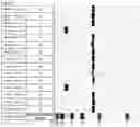 Fig. 38 - ANTIGEN-BINDING MOLECULE COMPRISING ALTERED ANTIBODY VARIABLE REGION
