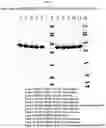 Fig. 04 - TRISPECIFIC PROTEINS AND METHODS OF USE