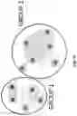 Fig. 07 - KRAS SPECIFIC ANTIBODIES AND USES THEREOF