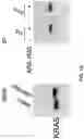 Fig. 08 - KRAS SPECIFIC ANTIBODIES AND USES THEREOF