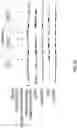 Fig. 12 - KRAS SPECIFIC ANTIBODIES AND USES THEREOF