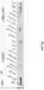 Fig. 15 - KRAS SPECIFIC ANTIBODIES AND USES THEREOF