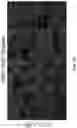 Fig. 17 - KRAS SPECIFIC ANTIBODIES AND USES THEREOF