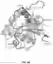 Fig. 24 - KRAS SPECIFIC ANTIBODIES AND USES THEREOF