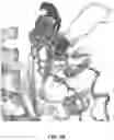Fig. 27 - KRAS SPECIFIC ANTIBODIES AND USES THEREOF