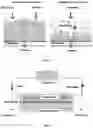 Fig. 02 - Method for Obtaining Low Molecular Weight Heparins by Tangential Flow Filtration