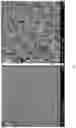 Fig. 02 - Conductive silk fibroin material, and preparation method and use thereof