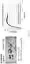 Fig. 24 - POLYMER FOAM ARTICLES AND METHODS OF MAKING POLYMER FOAMS