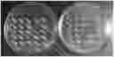 Fig. 01 - AUXOTROPHIC STRAINS OF STAPHYLOCOCCUS BACTERIUM