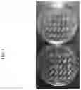 Fig. 02 - AUXOTROPHIC STRAINS OF STAPHYLOCOCCUS BACTERIUM