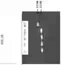Fig. 03 - AUXOTROPHIC STRAINS OF STAPHYLOCOCCUS BACTERIUM