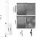 Fig. 02 - PRODUCTION METHOD FOR NERVE TISSUE