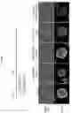 Fig. 03 - PRODUCTION METHOD FOR NERVE TISSUE