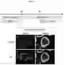 Fig. 06 - PRODUCTION METHOD FOR NERVE TISSUE