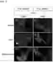 Fig. 08 - PRODUCTION METHOD FOR NERVE TISSUE