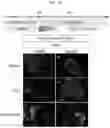 Fig. 11 - PRODUCTION METHOD FOR NERVE TISSUE
