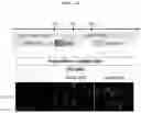 Fig. 13 - PRODUCTION METHOD FOR NERVE TISSUE