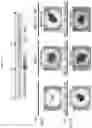 Fig. 17 - PRODUCTION METHOD FOR NERVE TISSUE