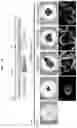 Fig. 18 - PRODUCTION METHOD FOR NERVE TISSUE