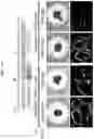 Fig. 19 - PRODUCTION METHOD FOR NERVE TISSUE