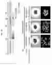 Fig. 22 - PRODUCTION METHOD FOR NERVE TISSUE