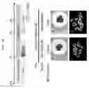 Fig. 23 - PRODUCTION METHOD FOR NERVE TISSUE