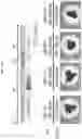 Fig. 24 - PRODUCTION METHOD FOR NERVE TISSUE