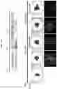 Fig. 26 - PRODUCTION METHOD FOR NERVE TISSUE