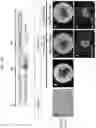 Fig. 27 - PRODUCTION METHOD FOR NERVE TISSUE