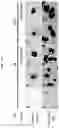 Fig. 33 - PRODUCTION METHOD FOR NERVE TISSUE