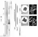 Fig. 34 - PRODUCTION METHOD FOR NERVE TISSUE