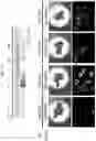 Fig. 35 - PRODUCTION METHOD FOR NERVE TISSUE